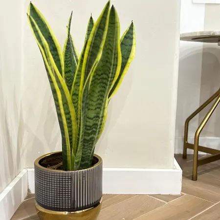 As - Concept Apartment